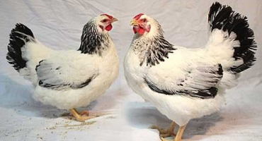 První májová kuřata: co potřebujete vědět o tomto plemeni?